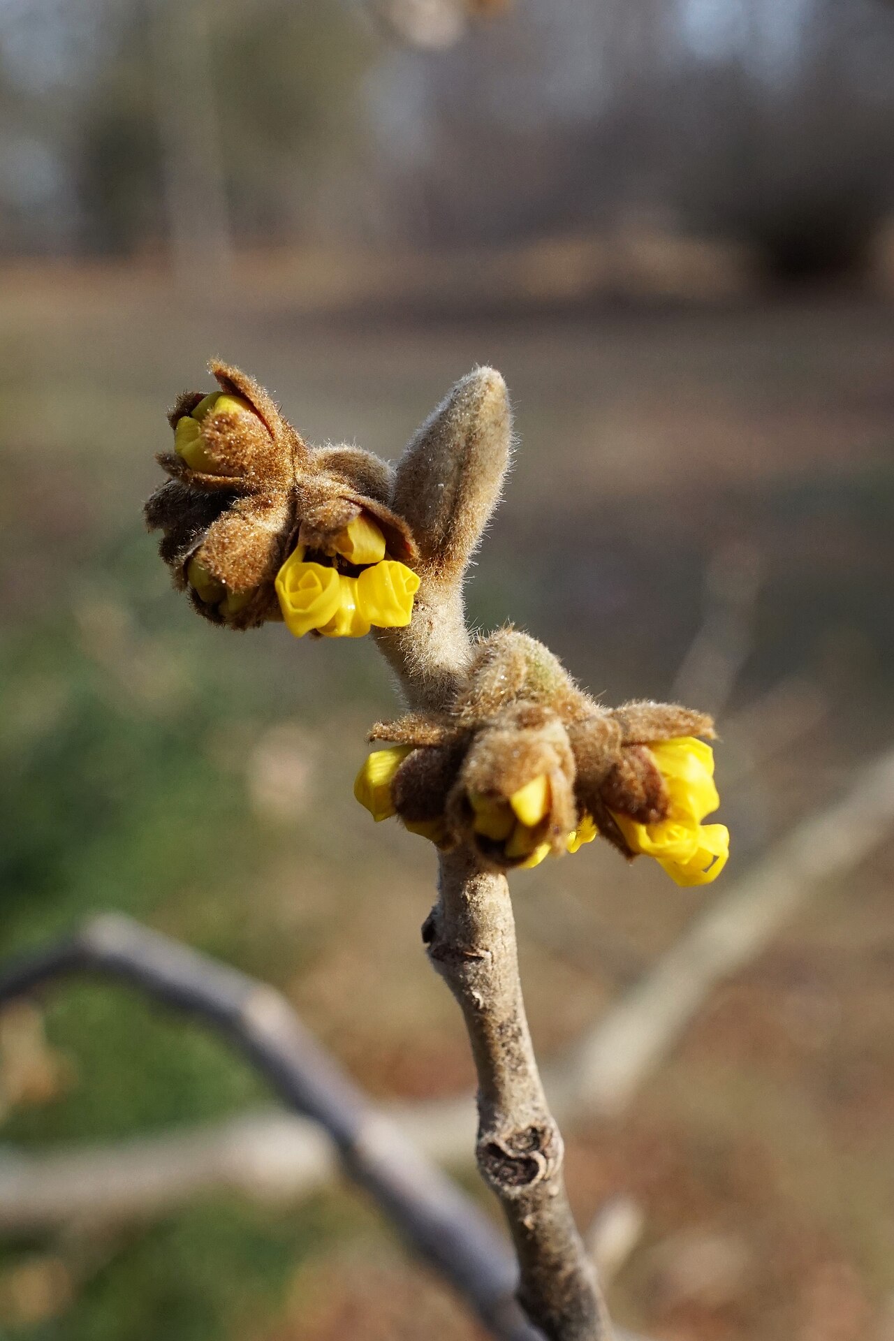 Chinese witch hazel: Hamamelis mollis (Chinese Witch-hazel) opening flower buds