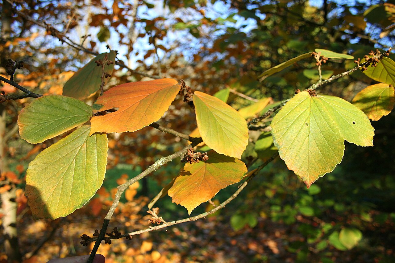 Chinese witch hazel: Feuilles de l' Hamamelis molis