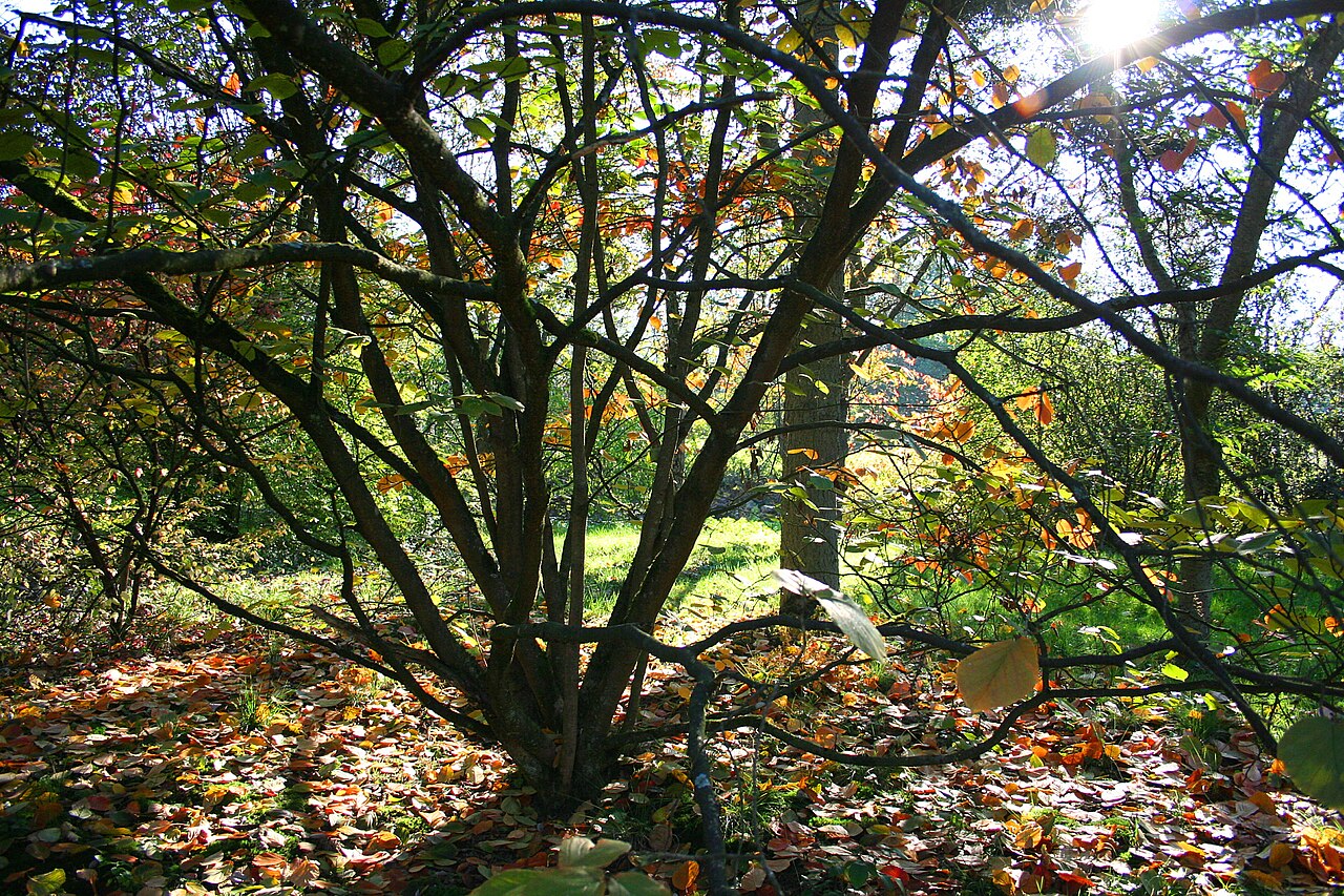 Chinese witch hazel: Hamamelis mollis