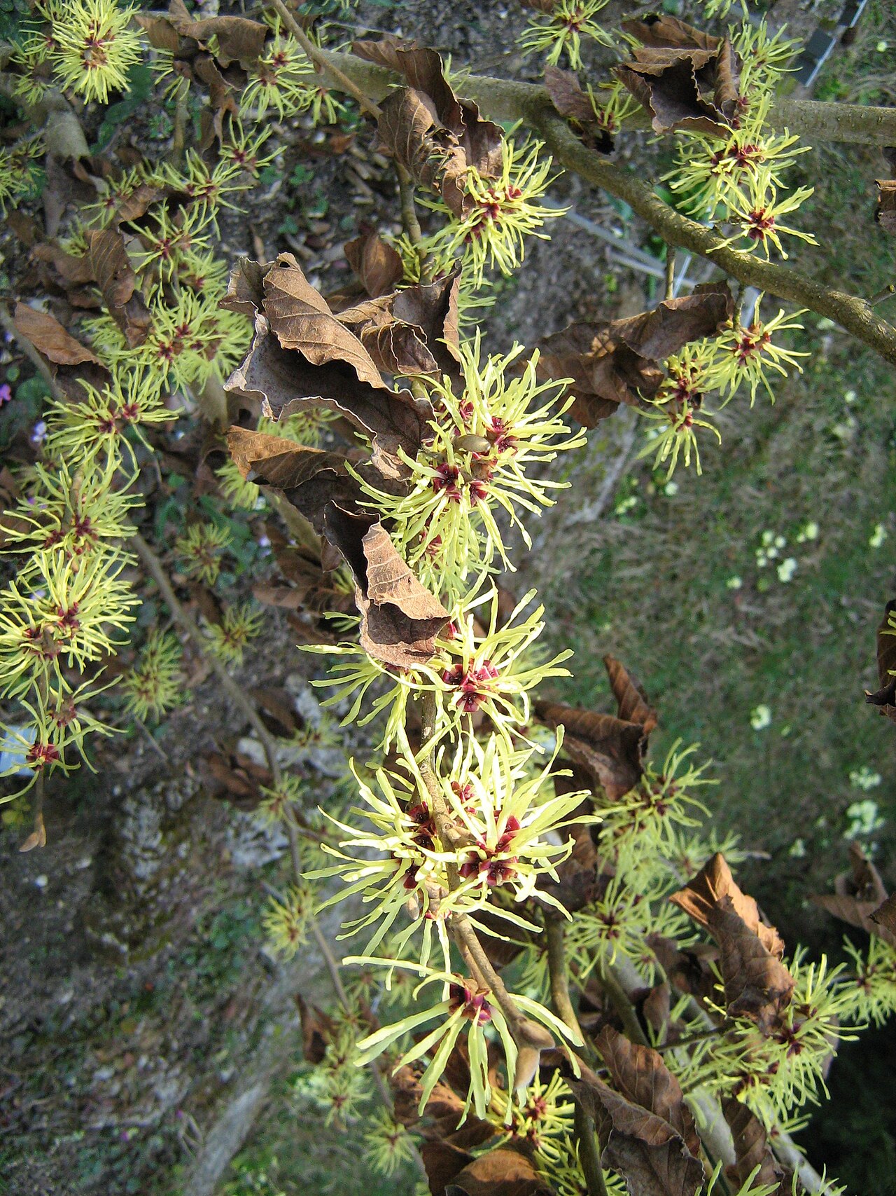 Chinese witch hazel: Hamamelis mollis in the botanic garden of Berne