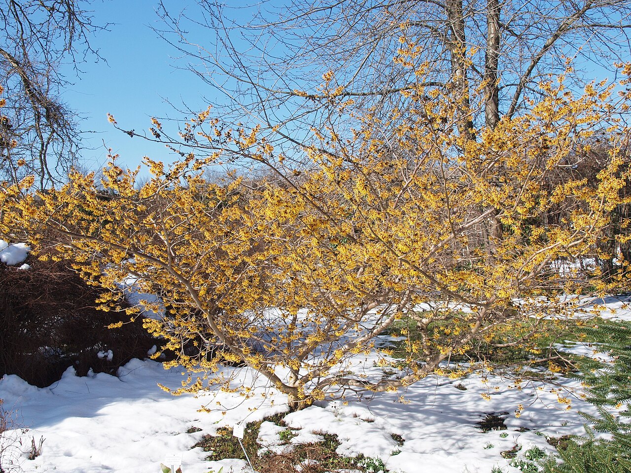 Chinese witch hazel: Hamamelis molis Sorte 'Orange', Botanical garden Munich