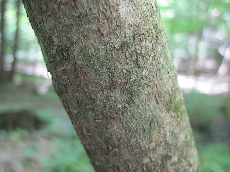 American witchhazel: The bark of a Common Witch Hazel (Hamamelis virginiana) growing along a trail in Hollis, New Hampshire.