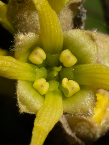 American witchhazel (Hamamelis virginiana)