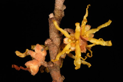American witchhazel (Hamamelis virginiana)