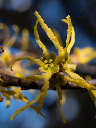 American witchhazel