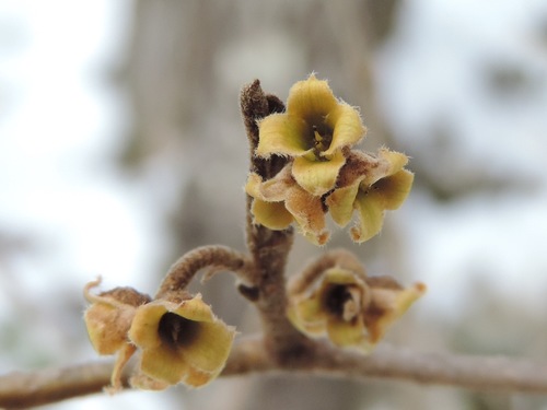 American witchhazel (Hamamelis virginiana)
