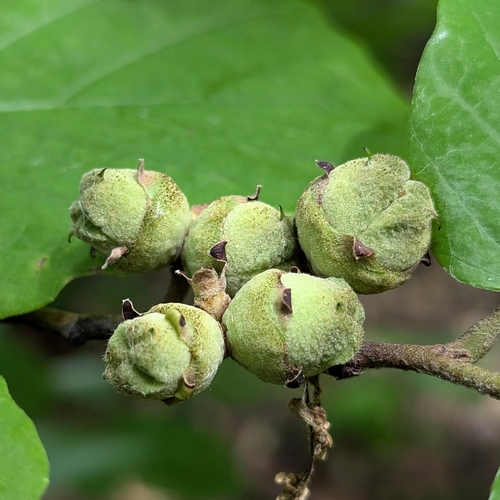 American witchhazel (Hamamelis virginiana)