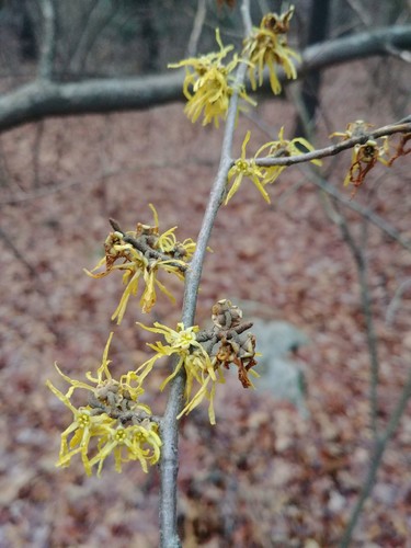 American witchhazel (Hamamelis virginiana)