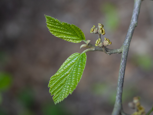 American witchhazel (Hamamelis virginiana)