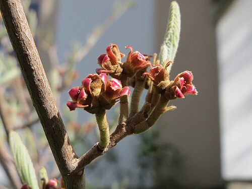 American witchhazel: Virginische Zaubernuss ( Hamamelis virginiana ) an der Bismarckstraße in Saarbrücken