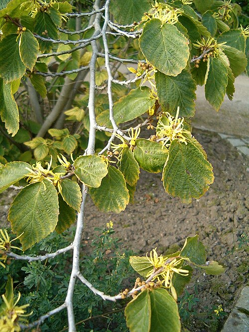 American witchhazel (Hamamelis virginiana)
