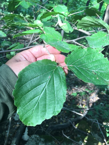 American witchhazel (Hamamelis virginiana)