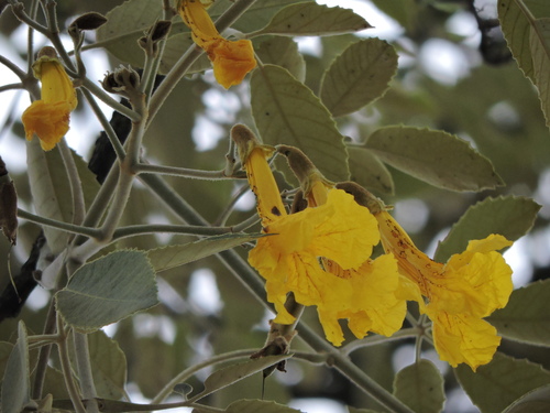 Golden trumpet tree (Handroanthus albus)