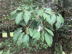 Golden trumpet tree (Handroanthus albus)