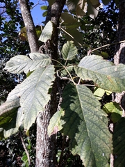 Golden trumpet tree (Handroanthus albus)