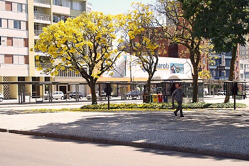 Golden trumpet tree: View of Curitiba, Brasil. Rui Barbosa Square. End of Winter and Tabebuia alba (ipê-amarelo) blossoming.