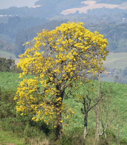 Golden trumpet tree (Handroanthus albus)