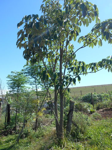 Golden trumpet tree (Handroanthus albus)
