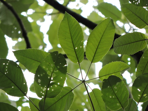 Golden trumpet tree (Handroanthus albus)