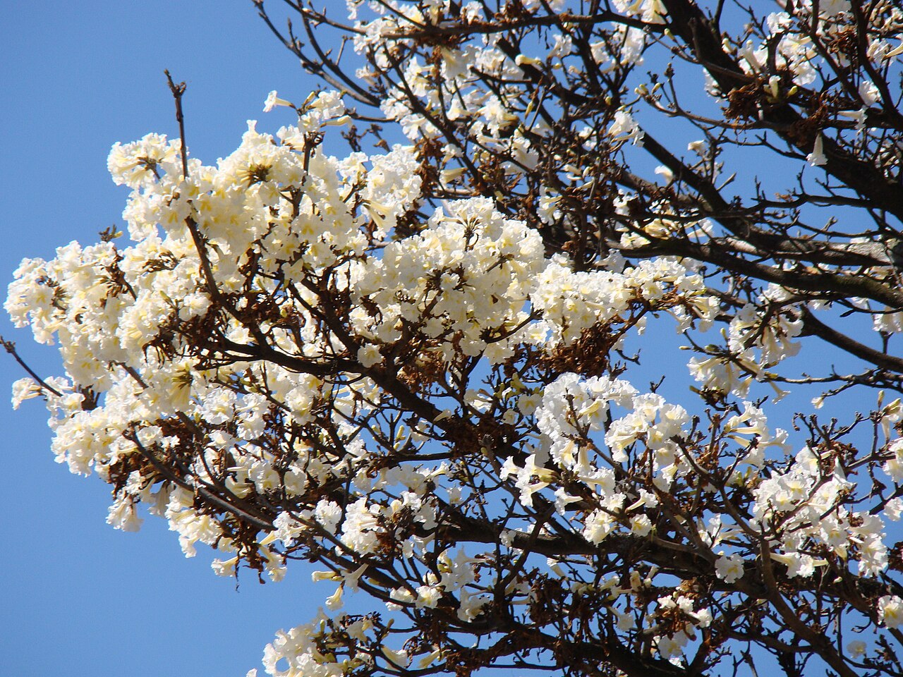 Golden trumpet tree: Handroanthus albus