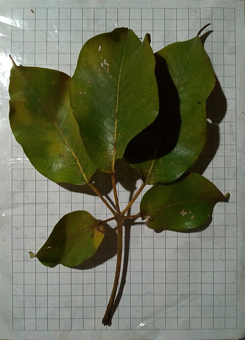 Handroanthus barbatus: Leaf of Handroanthus barbatus