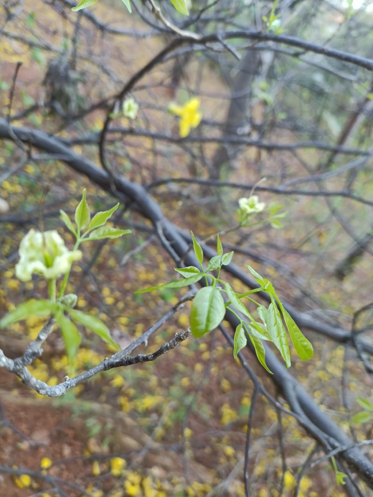 Handroanthus billbergii (Handroanthus billbergii)