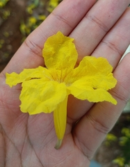 Handroanthus billbergii (Handroanthus billbergii)
