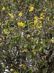 Handroanthus billbergii (Handroanthus billbergii)