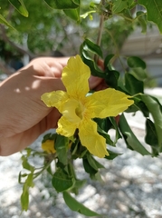 Handroanthus billbergii (Handroanthus billbergii)
