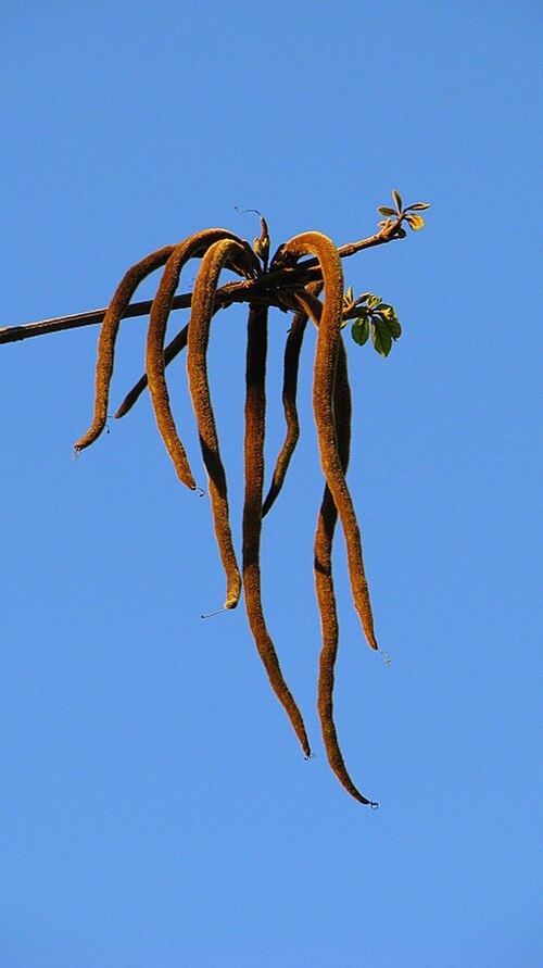 Golden trumpet tree: Handroanthus chrysotrichus (Mart. ex DC.) Mattos