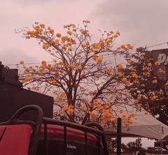 Golden trumpet tree (Handroanthus chrysotrichus)
