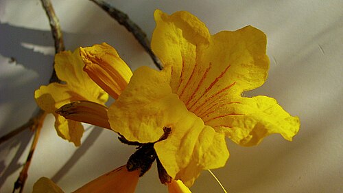 Golden trumpet tree: Handroanthus chrysotrichus (Mart. ex DC.) Mattos