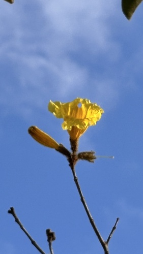 Golden trumpet tree (Handroanthus chrysotrichus)