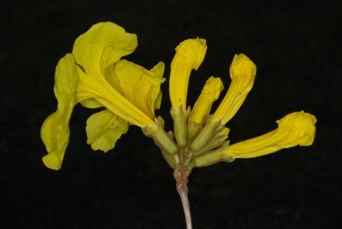 Golden trumpet tree (Handroanthus chrysotrichus)