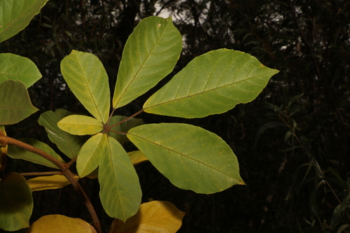 Golden trumpet tree (Handroanthus chrysotrichus)