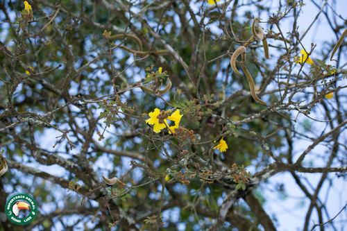Golden trumpet tree (Handroanthus chrysotrichus)