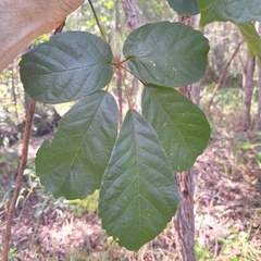 Golden trumpet tree (Handroanthus chrysotrichus)