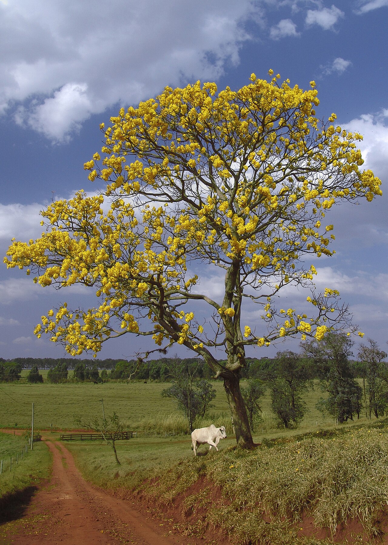 Golden trumpet tree: Yellow ipê (ipê-amarelo) in Avaré ( Brazil ).