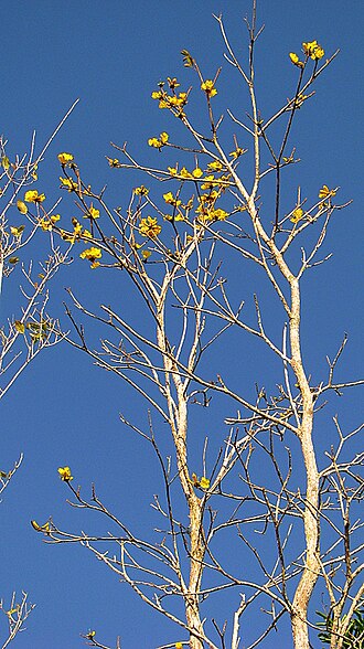 Golden trumpet tree: Handroanthus chrysotrichus (Mart. ex DC.) Mattos