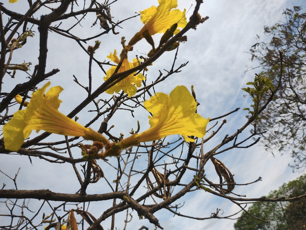 Golden trumpet tree (Handroanthus chrysotrichus)
