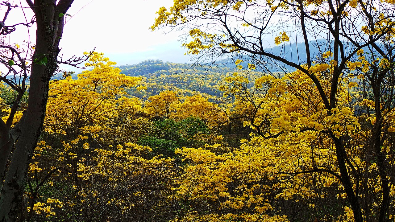 Handroanthus guayacan: Mangahurco