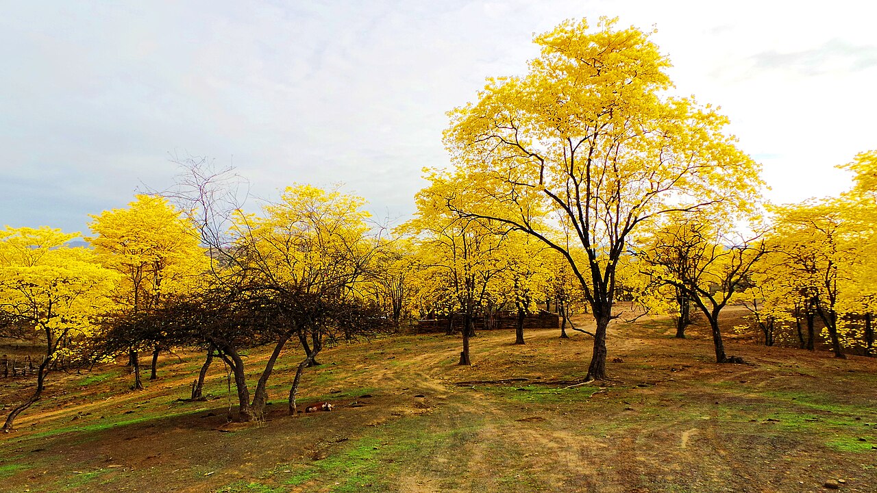Handroanthus guayacan: Mangahurco