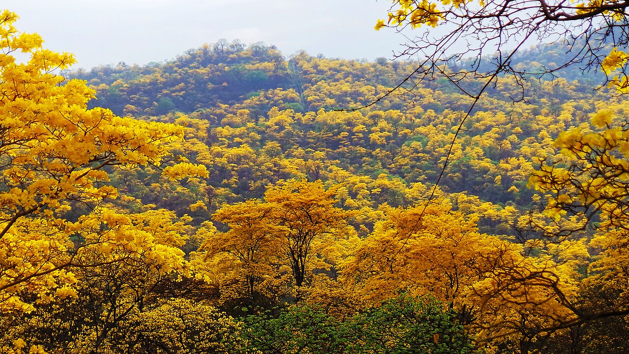 Handroanthus guayacan: Mangahurco