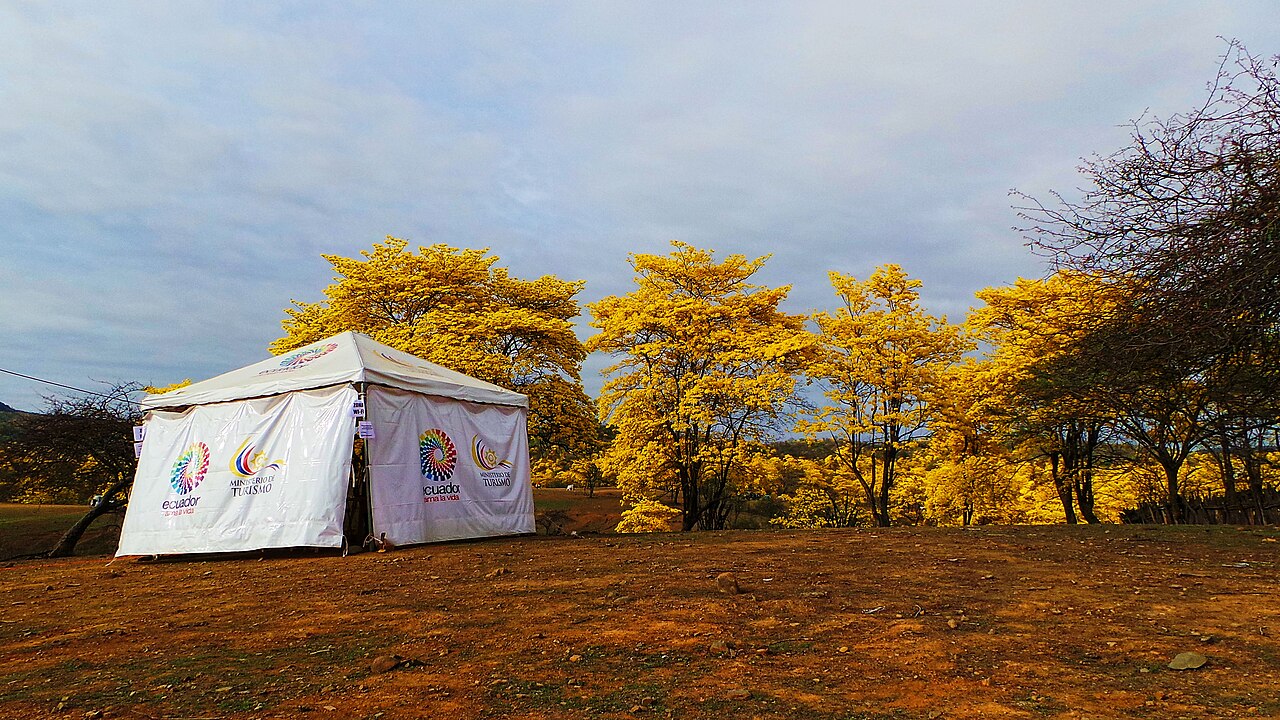 Handroanthus guayacan: Mangahurco