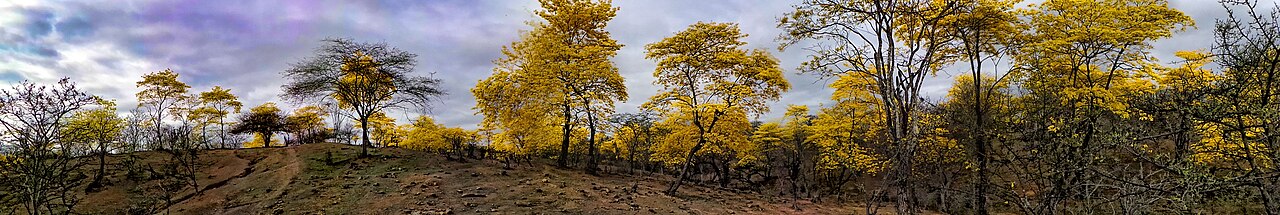 Handroanthus guayacan: Mangahurco