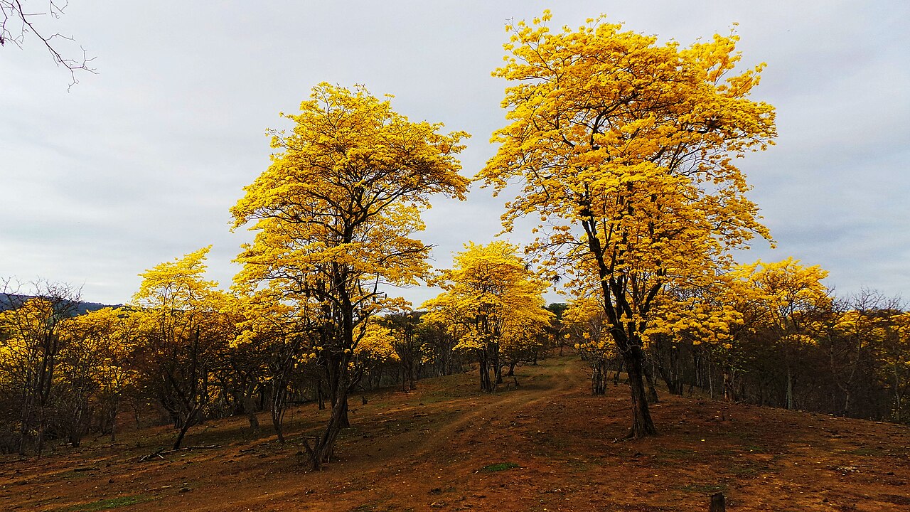 Handroanthus guayacan: Mangahurco