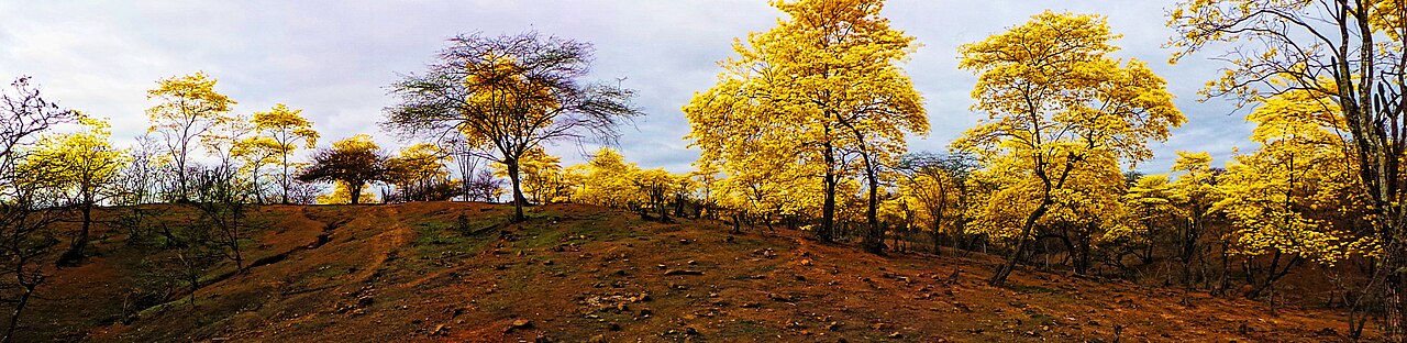 Handroanthus guayacan: Mangahurco
