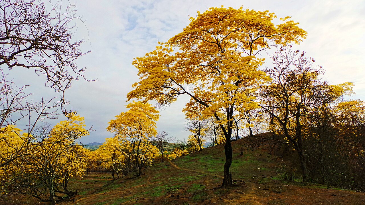Handroanthus guayacan: Mangahurco