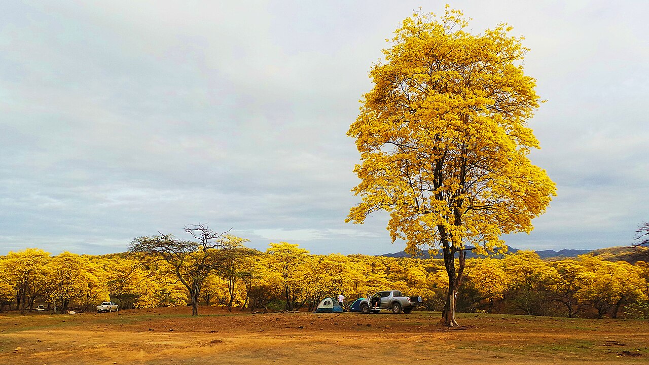 Handroanthus guayacan: Mangahurco