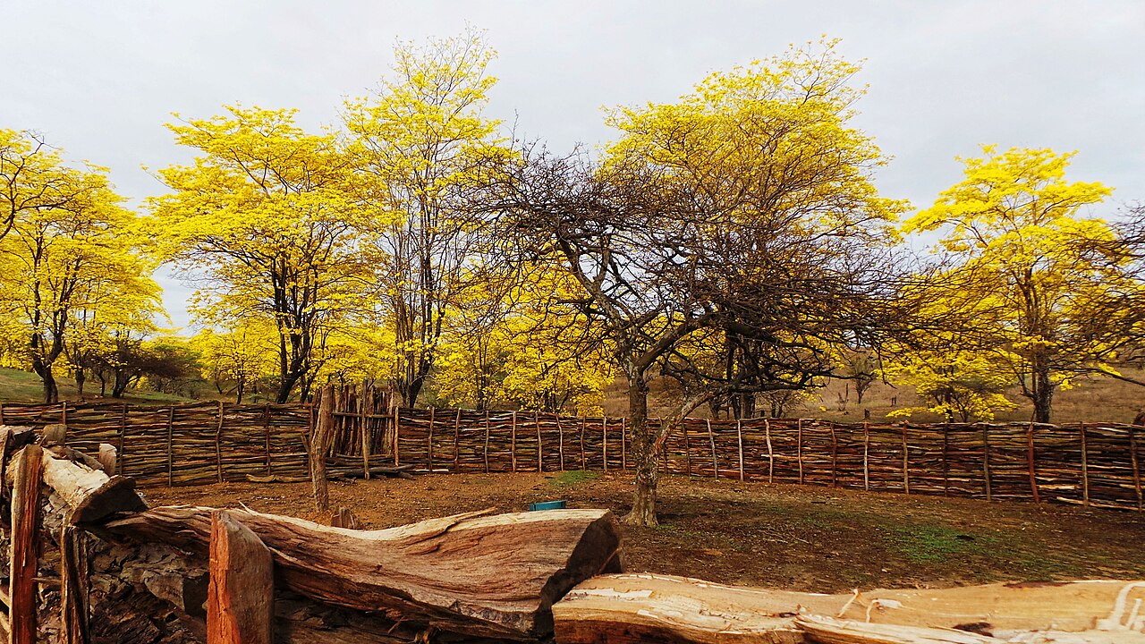 Handroanthus guayacan: Mangahurco